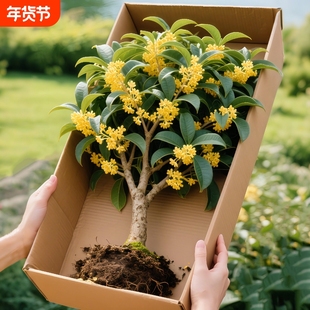 桂花树苗盆栽金桂室内阳台庭院花卉植物四季桂小苗耐寒树木耐阴