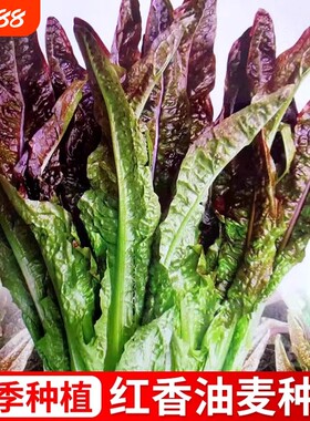 紫油麦菜蔬菜种子青菜春季夏秋冬季菜红生菜莴笋高产玉米白萝卜