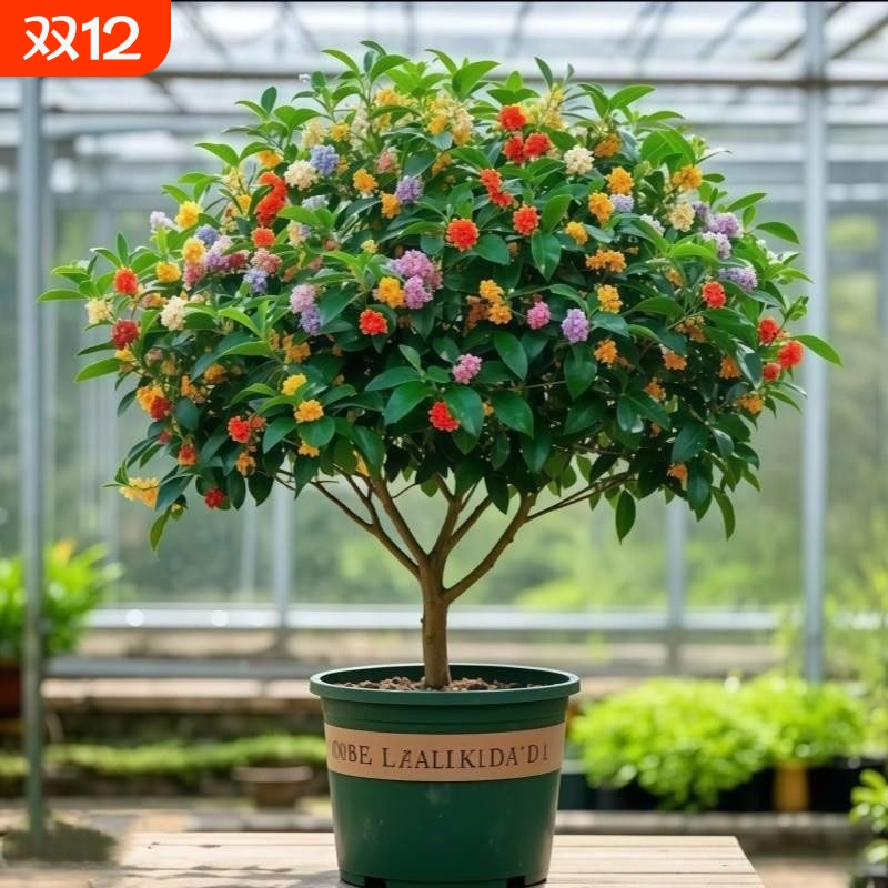 桂花树苗盆栽浓香型植物老桩室内外好养耐寒金桂八月桂花四季开花