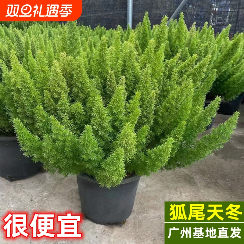 狐尾天门冬盆栽植物庭院花园阳台绿植四季常青高档花卉九尾狐易养