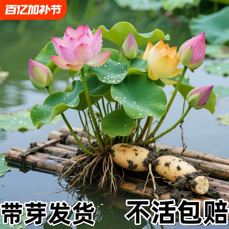 荷花盆栽莲花藕苗四季观赏藕种水培植物池塘花卉睡莲莲藕苗种花期
