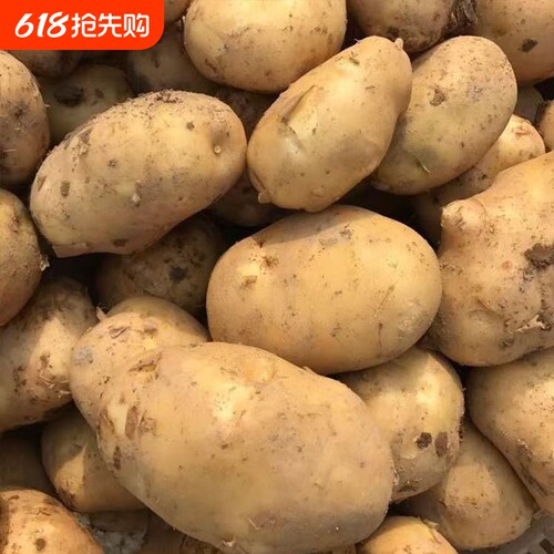 当季农家黄心新土豆农家自种