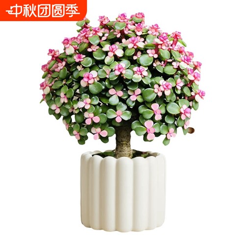 金枝玉叶棒棒糖大老桩客厅多肉植物绿植花卉
