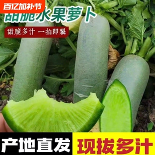 正宗水果萝卜甜脆水果型潍坊萝卜潍县青萝卜5斤9斤新鲜生吃当季