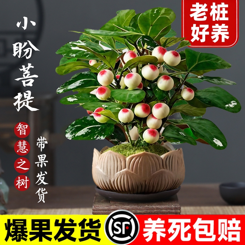 小盼菩提盆栽30天养死全额退款