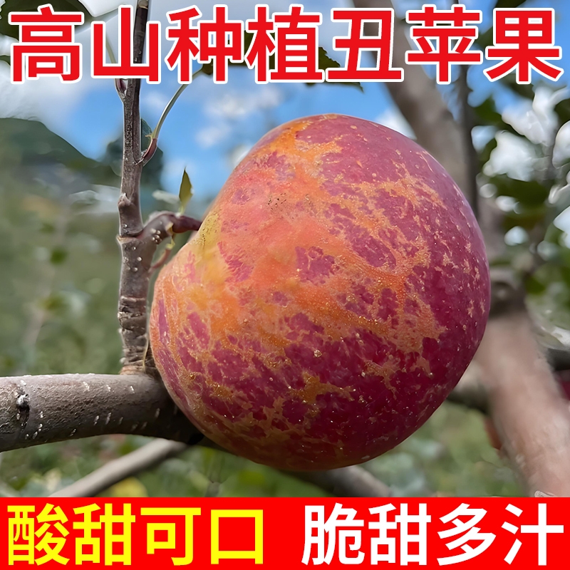 正宗高山丑苹果脆甜多汁新鲜采摘时令水果无农药不打蜡带皮次生鲜