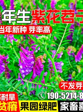 光叶紫花苕种子毛苕子果园绿肥牧草种籽高产箭舌野豌豆多年生草籽