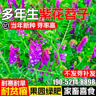 光叶紫花苕种子毛苕子果园绿肥牧草种籽高产箭舌野豌豆多年生草籽