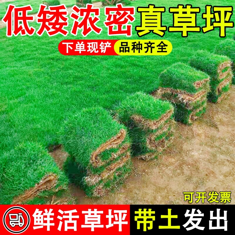 草皮真草坪带泥土绿化带土四季青果岭草马尼拉庭院耐寒地毯鲜活图片