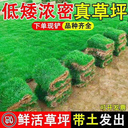 草皮真草坪带泥土绿化带土四季青果岭草马尼拉庭院耐寒地毯鲜活