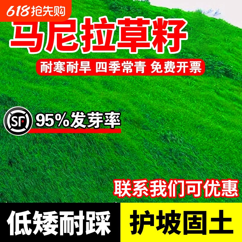 马尼拉草籽草坪草皮免修剪四季常青庭院公园工程绿化护坡固土种子