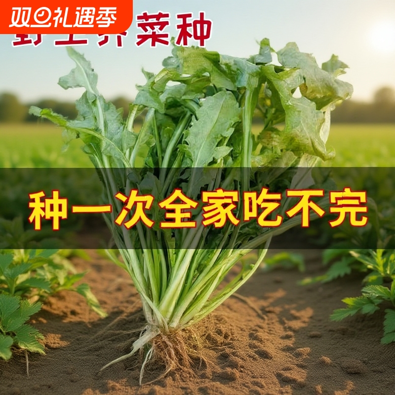 正品天然野生荠荠菜种籽特色农家老品种保健养生野菜芨芨菜种子孑