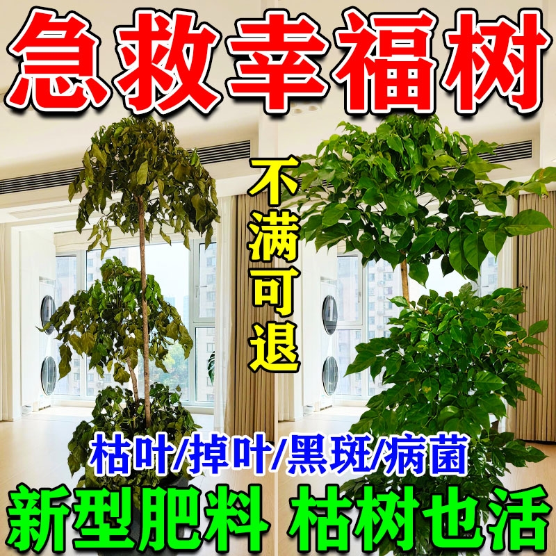 幸福树专用肥料营养液急救叶子干枯落叶掉叶子发黄烂根盆栽肥料L