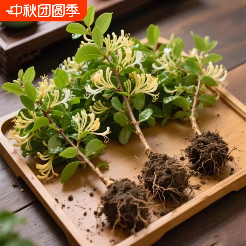 金银花树苗盆栽老桩|千人加购图片
