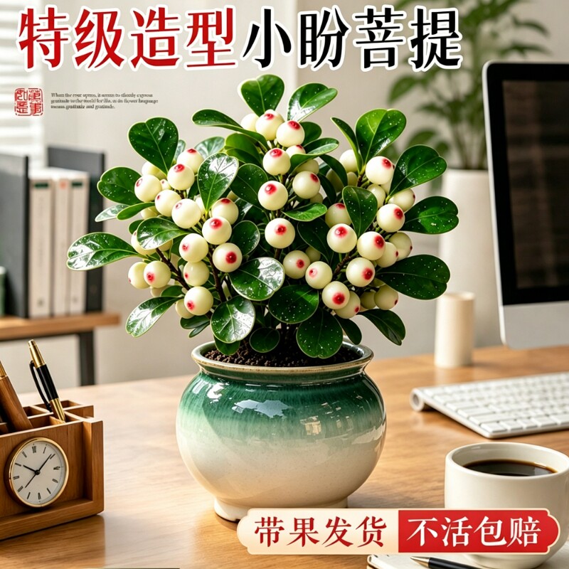 【热销10w+】特级小盼菩提盆栽图片