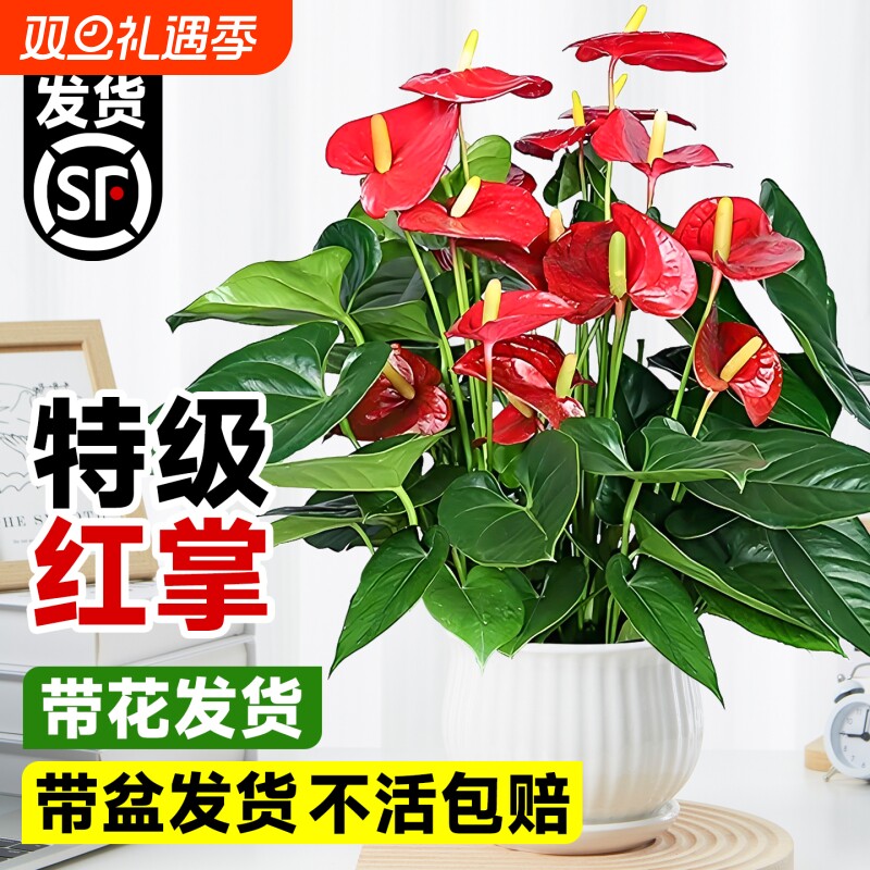 红掌盆栽鸿运当头办公室桌面水培绿植四季开花发财树吸甲醛好养