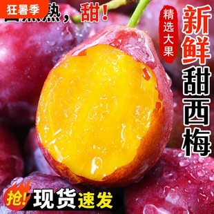 四川高山西梅新鲜当季孕妇水果现摘法兰西鲜果李子整箱大果优质
