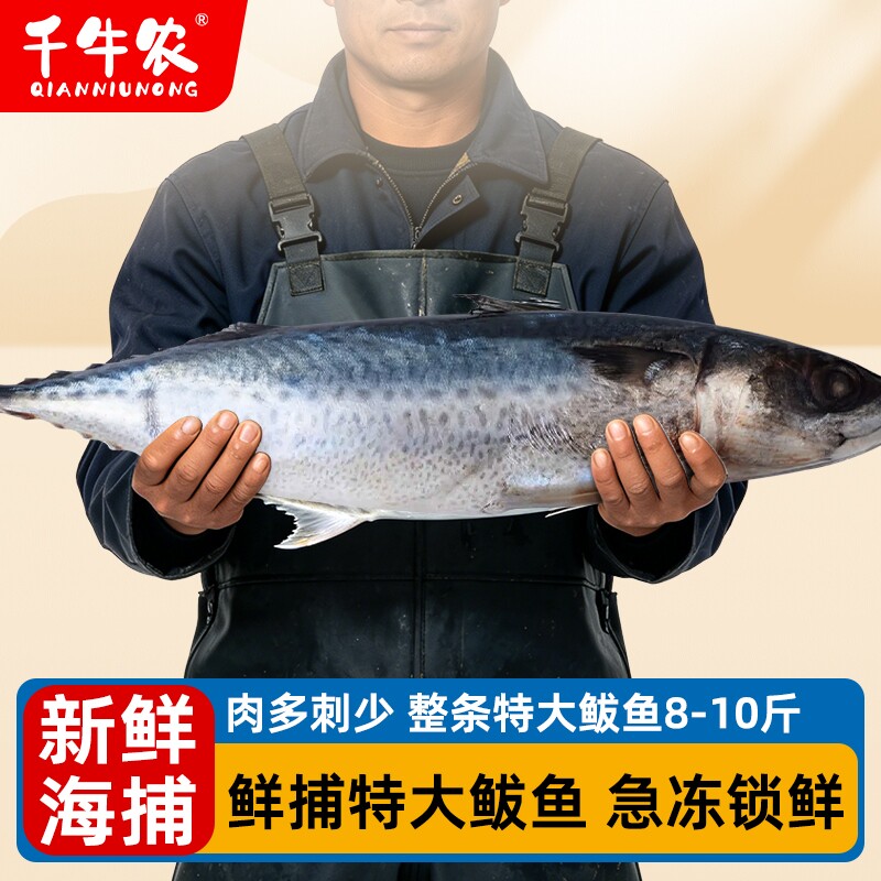 千牛农胶东大鲅鱼大号马鲛鱼海鱼图片