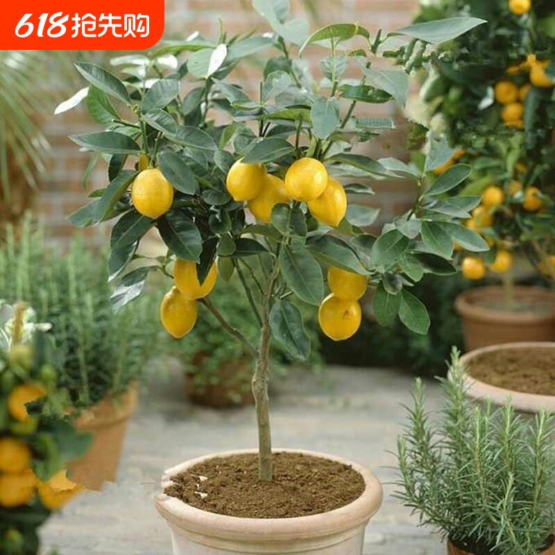 柠檬树苗柠檬苗香水柠檬树果苗四季结果绿植盆栽阳台广东柠檬果苗