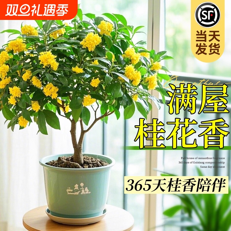 四季桂花树苗盆栽植物可食用开花不断室内阳台庭院浓香型花卉好养