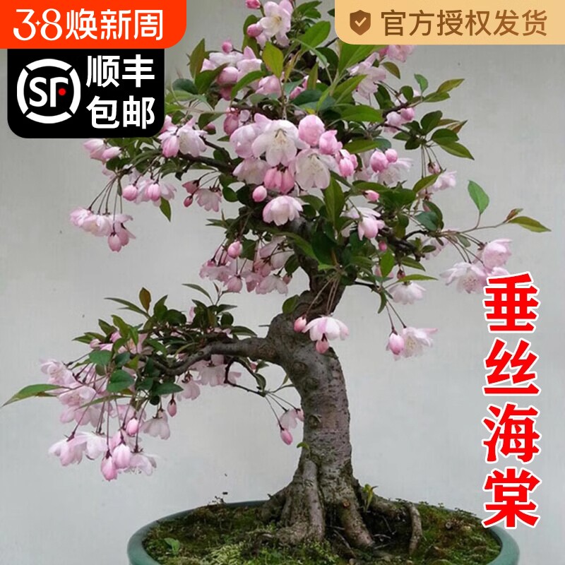 海棠花盆栽四季开花树苗老桩盆景客厅花卉绿植室外庭院植物好养活