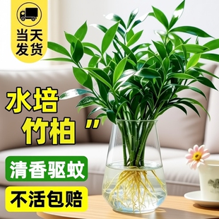 驱蚊竹柏水培植物室内水养富贵竹绿植花卉盆栽办公室四季常青客厅