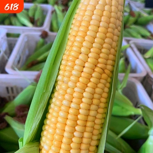 新鲜老式笨玉米苞米棒子非甜非糯现摘带皮生老玉米农家自种3斤5斤