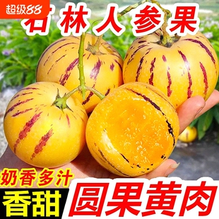 真树熟人参果云南石林新鲜水果七彩黄肉圆果清甜多汁娃娃果包邮