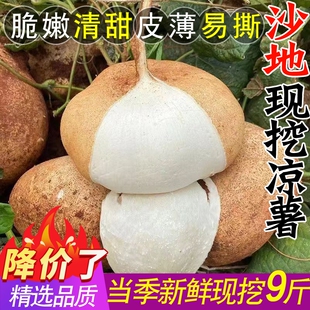 广西凉薯新鲜现挖白心地瓜水果沙葛现挖豆薯番薯农家特产时令蔬菜