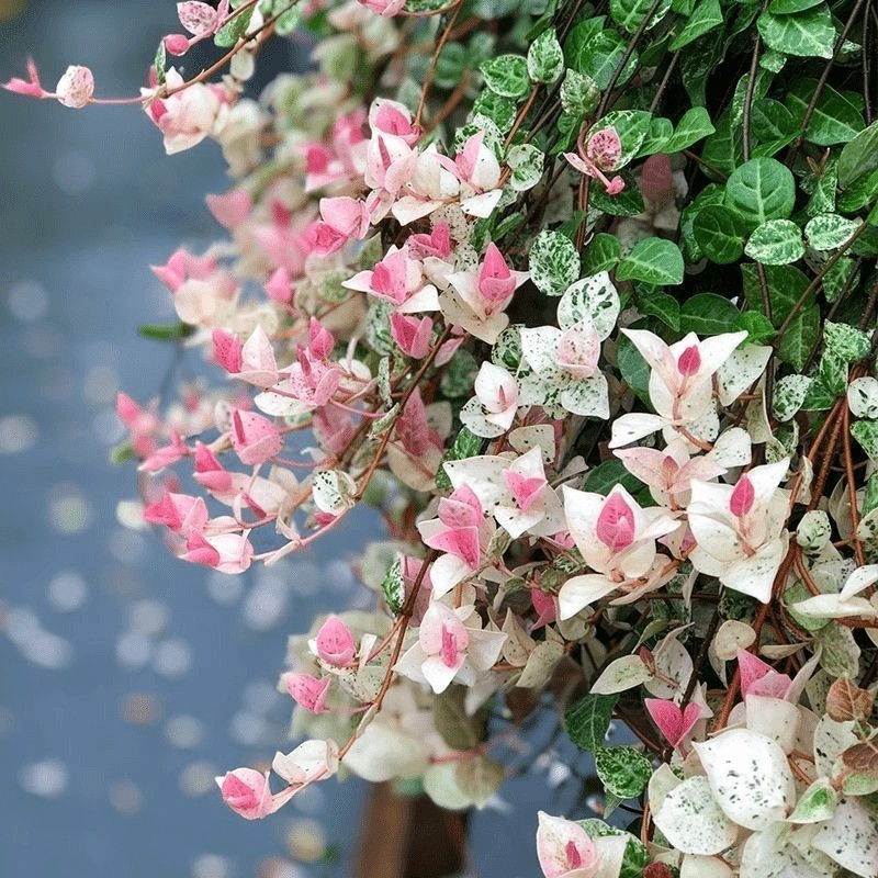 【花叶络石】五彩爬藤绿植办公室内桌面花卉盆栽植物好养耐热耐寒