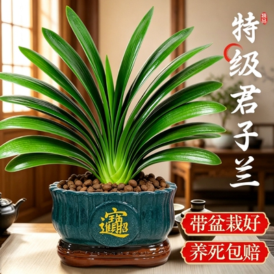 君子兰盆栽带花苞绿植花卉特大号室内植物四季好养盆景桌面精品