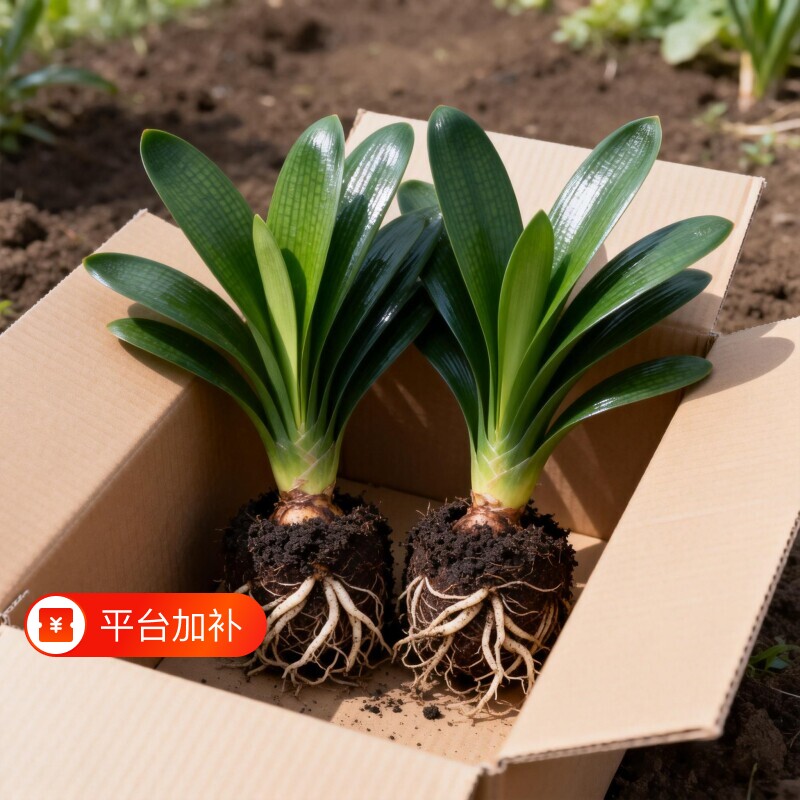 君子兰盆栽名贵花卉带花苞植物室内庭院四季好养绿植适合客厅阳台