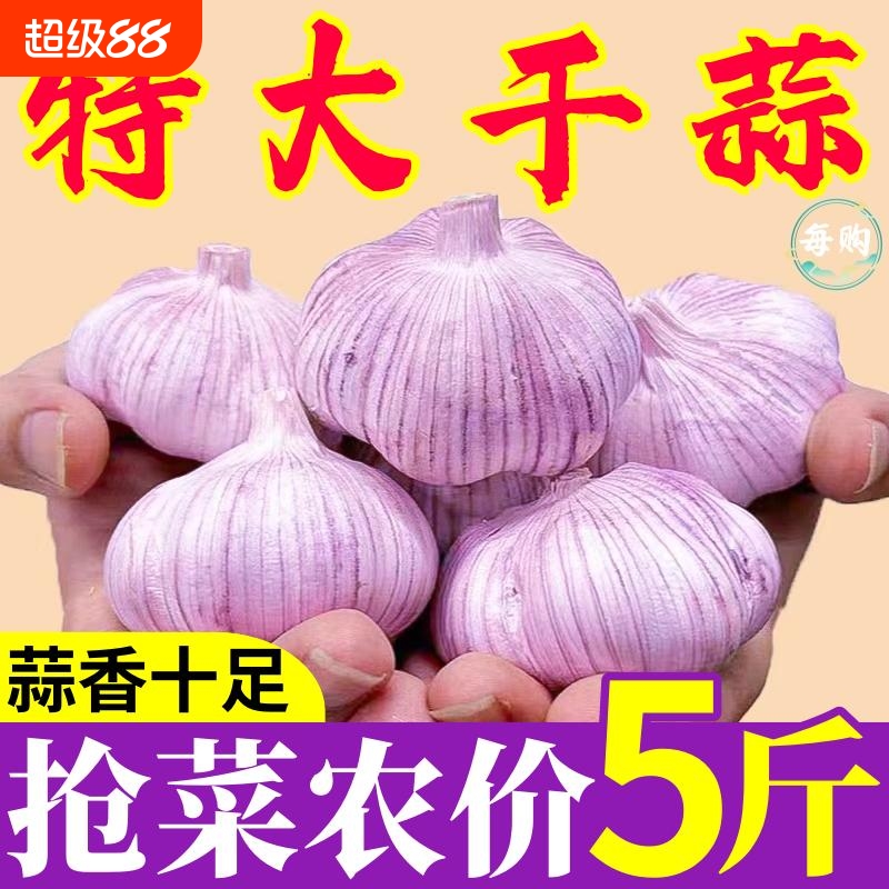 首单山东紫皮大蒜头新干蒜大蒜批发种子蒜头去皮新鲜种植当季自种