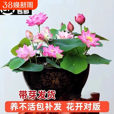 观赏荷花缸栽莲花|超1000次加购