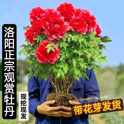 牡丹花苗盆栽特大苗正宗洛阳菏泽重瓣四季花卉牡丹花树苗带芽开花