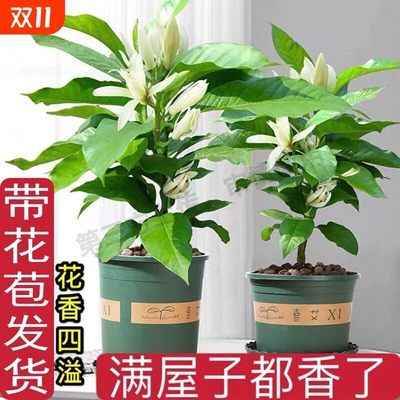 白兰花盆栽带花苞玉兰花树苗黄兰室内庭院浓香型花卉四季开花植物