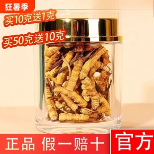 高海拔那曲特级冬虫夏草大断草新货头期干刷官方正品正宗假一赔十