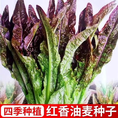 紫油麦菜蔬菜种子青菜盆栽春季夏秋冬季菜红生菜种植奶油豌豆莴笋