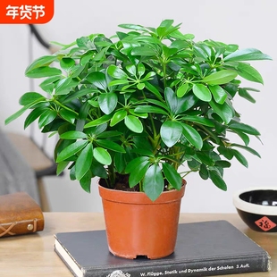 鸭脚木发财树盆栽鸭掌木八方来财室内绿植花卉四季常青植物桌面