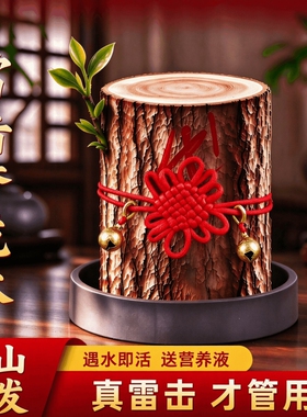 【雷击香龙木】会发芽的木头