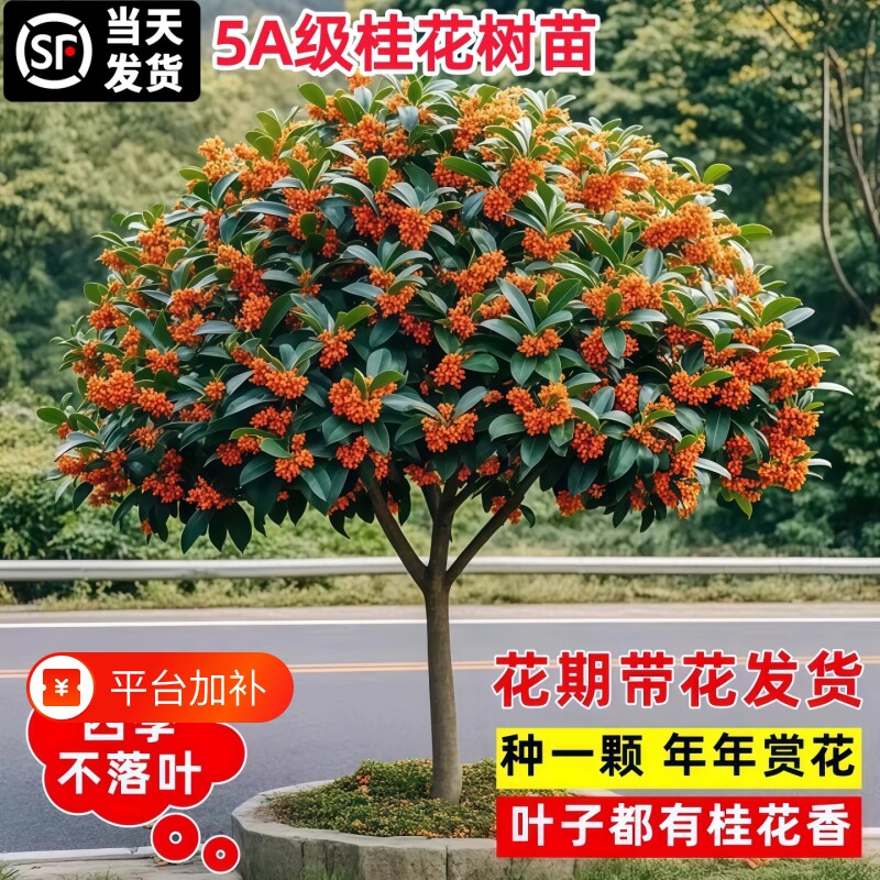四季桂花树苗金桂庭院地栽盆栽八月丹桂花卉绿植物耐寒开花花期