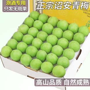 诏安高山青梅鲜果泡酒专用大果福建青皮梅子当季整箱包邮胭脂梅