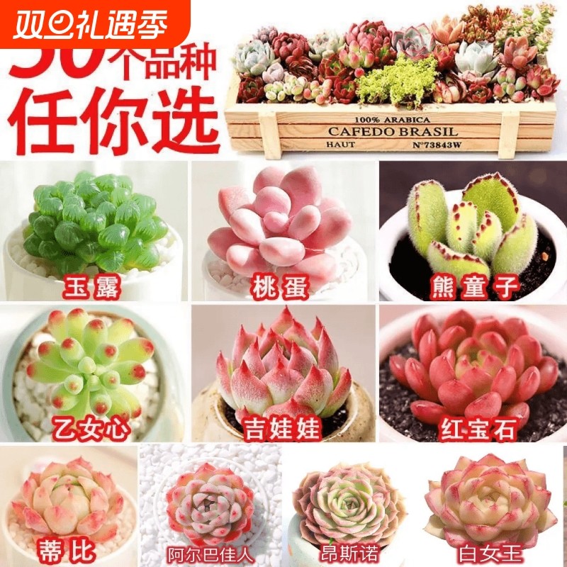 多肉 多肉植物套餐系列组合搭配花卉盆栽绿植 多肉新手入门
