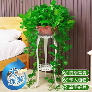 绿萝盆栽净化空气室内办公室水培花卉绿植除甲醛甲醛客厅好养大盆