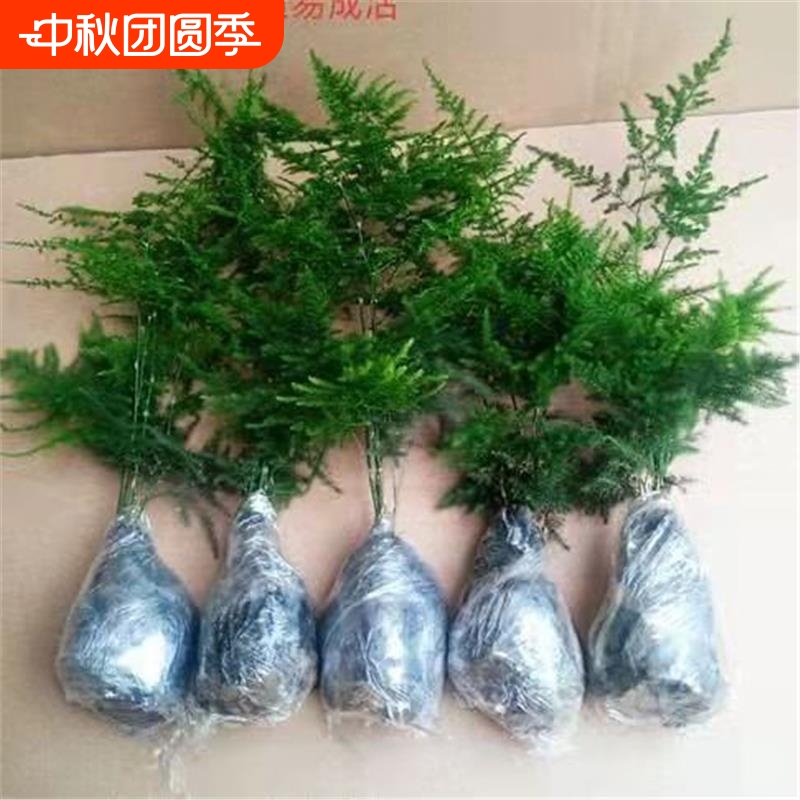 文竹苗绿植盆景四季常青包活好养发财树绿萝室内外绿植花卉盆栽