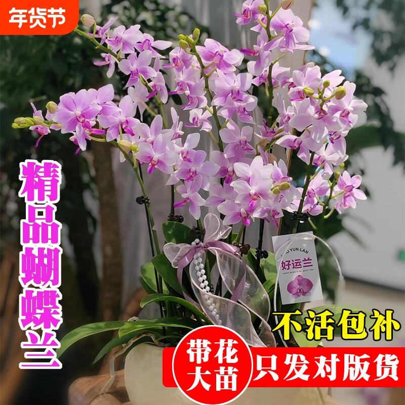 精品带花苞蝴蝶兰花苗七夕送礼高档年宵花卉鲜花室内好养绿植盆栽
