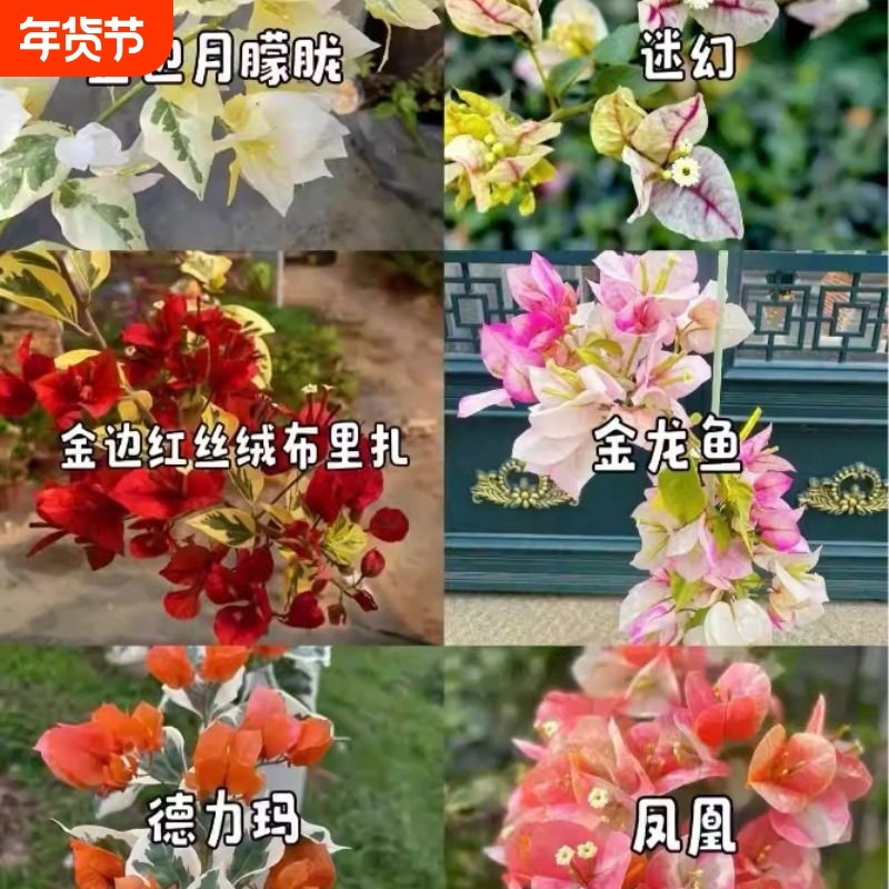 稀缺品种三角梅小苗带花苞大苗四季开花室内阳台庭院老桩爬藤重瓣,鲜花速递/花卉仿真/绿植园艺,造型盆景,淘宝优惠券,粉丝福利购,淘宝优惠卷