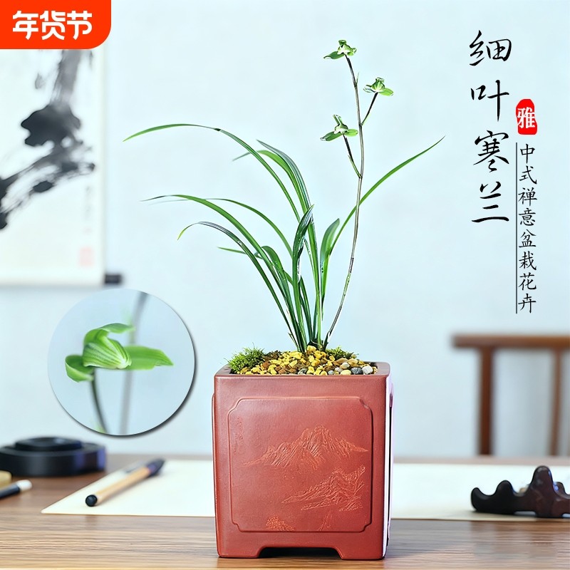 浙江细叶寒兰名贵兰花苗翠云涧冬带花苞浓香室内花卉绿植盆栽阳台,鲜花速递/花卉仿真/绿植园艺,国兰/杂交兰/洋兰类,淘宝优惠券,粉丝福利购,淘宝优惠卷