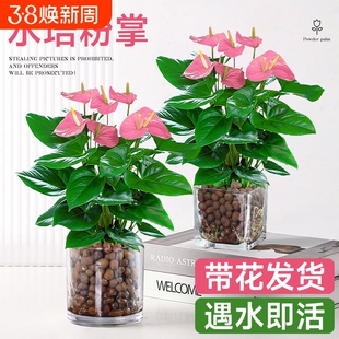 水培植物粉掌盆栽带花红掌白掌风顺花卉鲜花室内好养绿植四季摆放