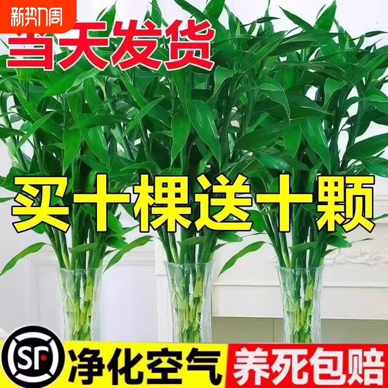 富贵竹水培植物客厅招发财竹子节节高绿萝绿植盆栽花卉植物室内花